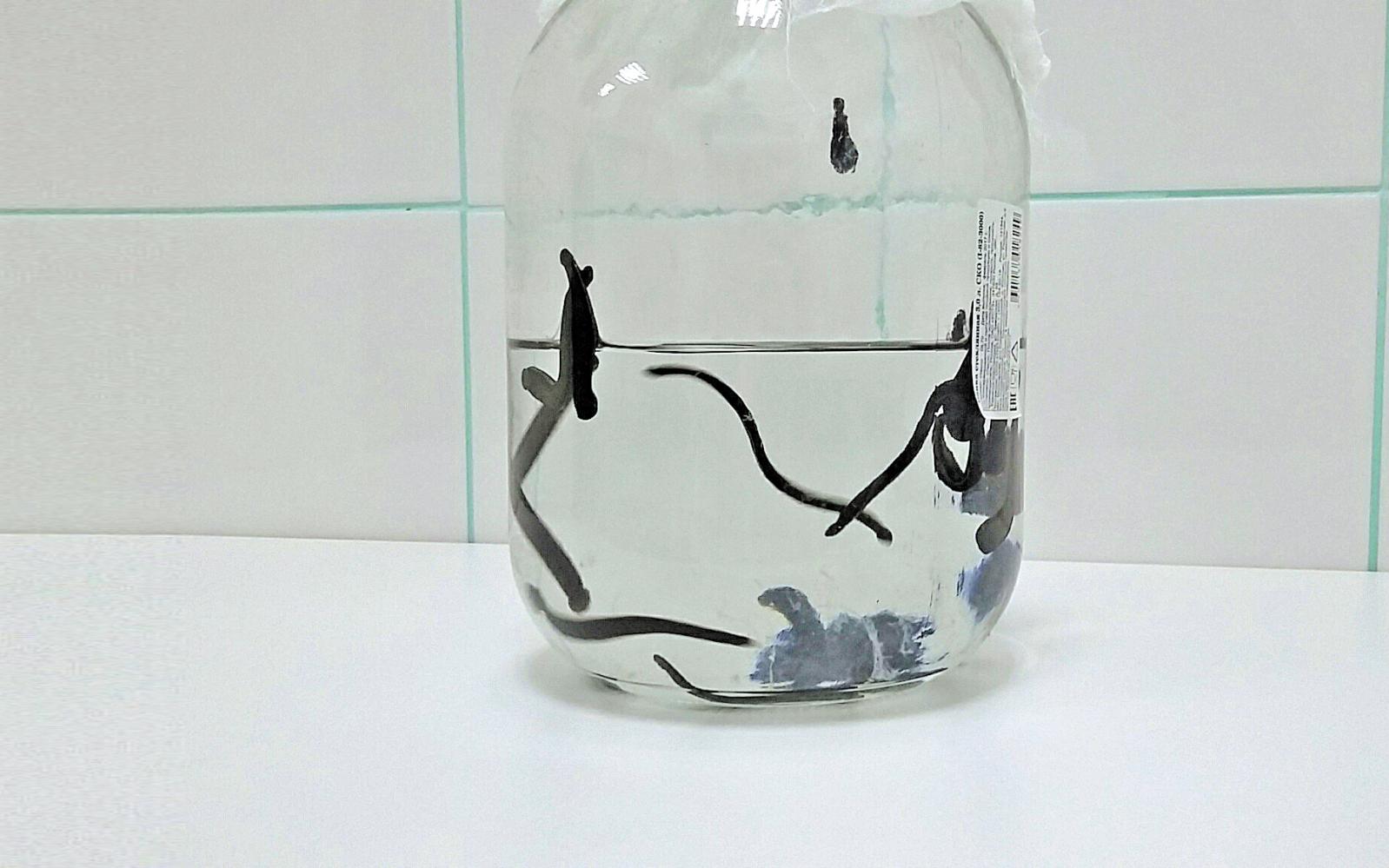 4:0 в пользу гирудотерапии