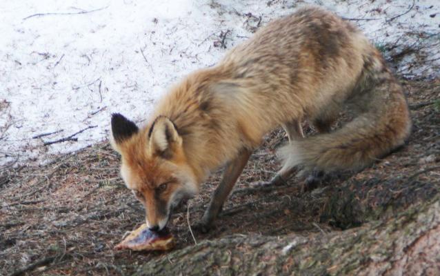 В Кирово-Чепецке объявили карантин из-за бешенства
