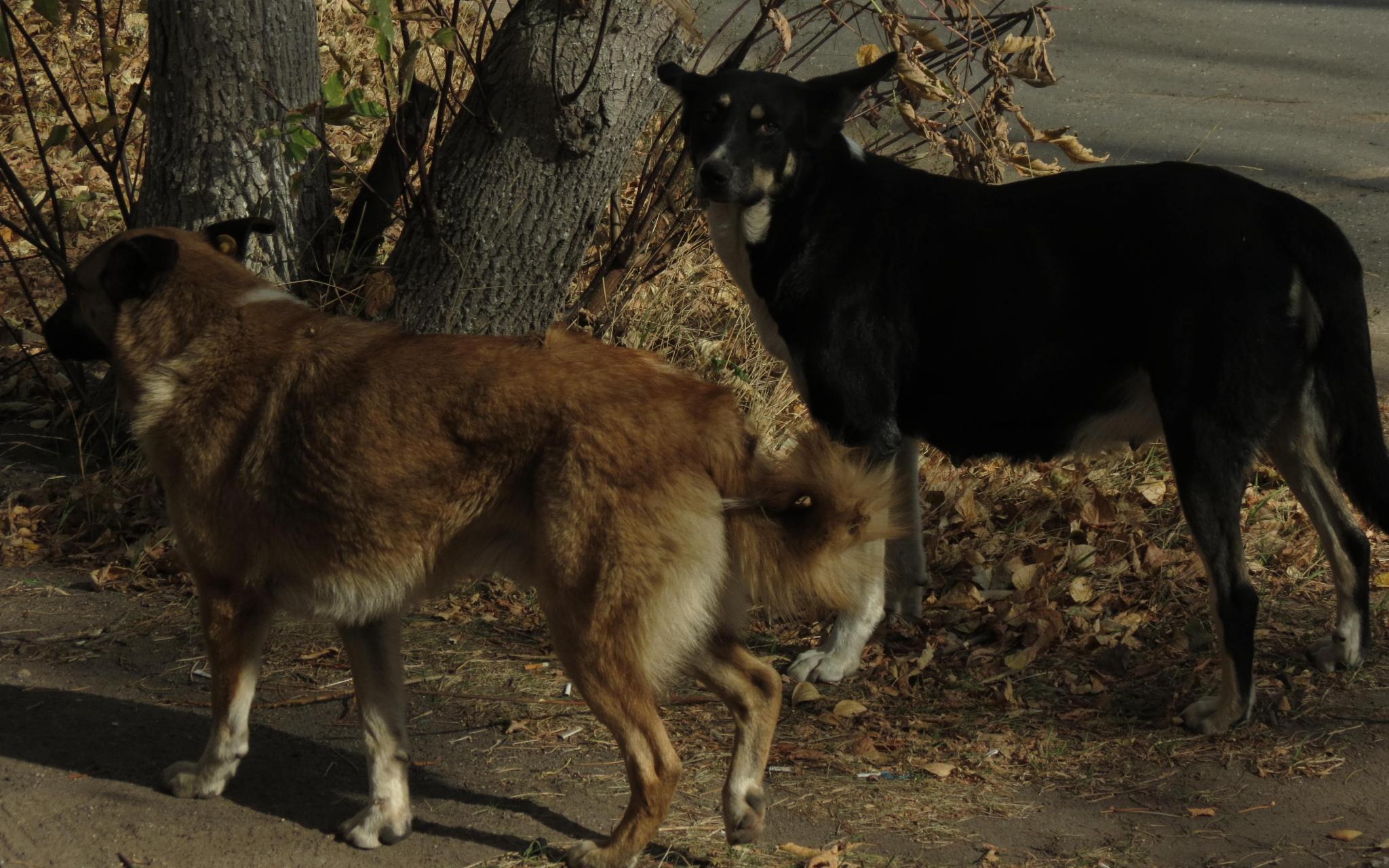 В Кировской области на ребенка со спины накинулась собака