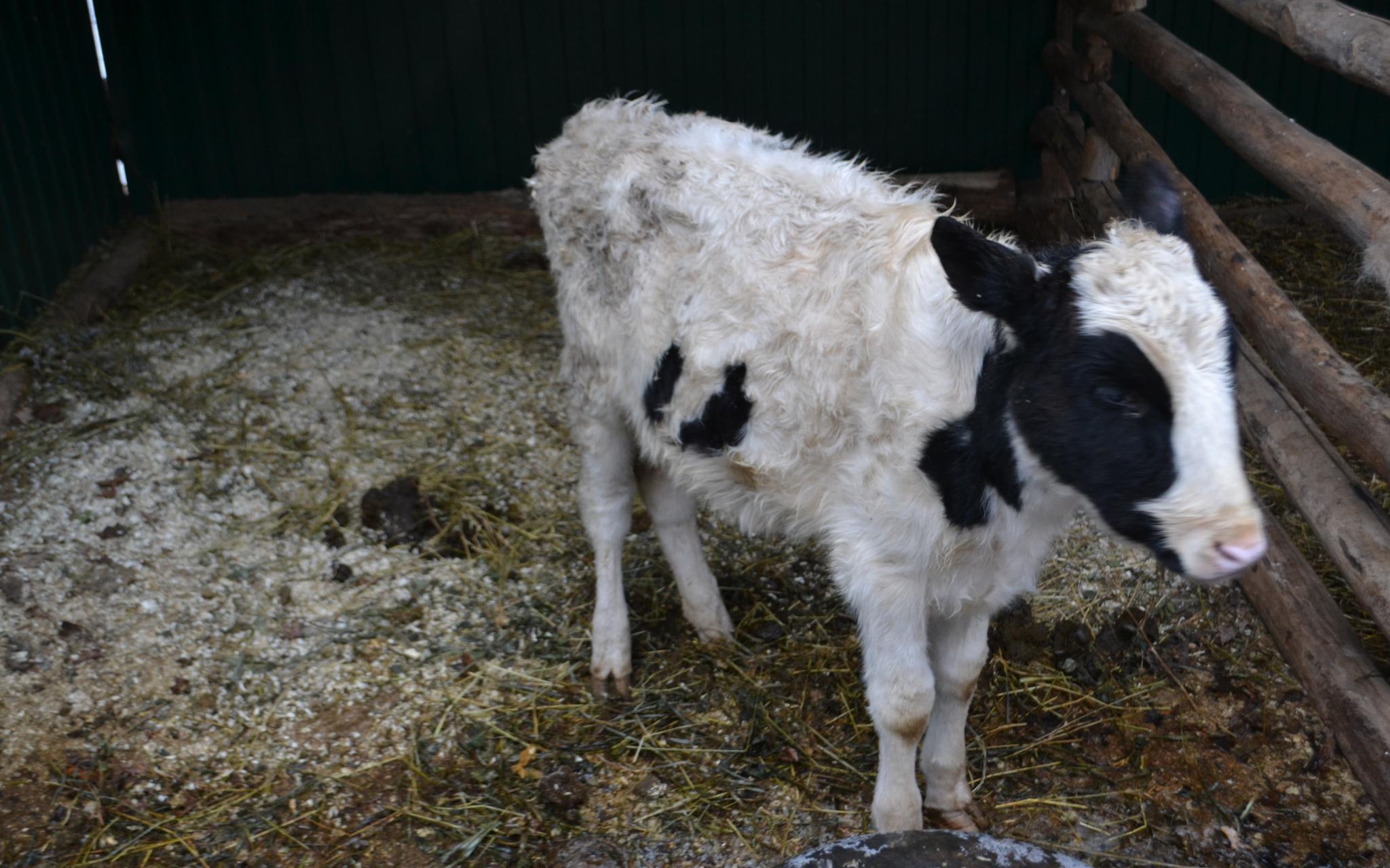 Полицейские Кирово-Чепецка задержали КАМАЗ с коровами