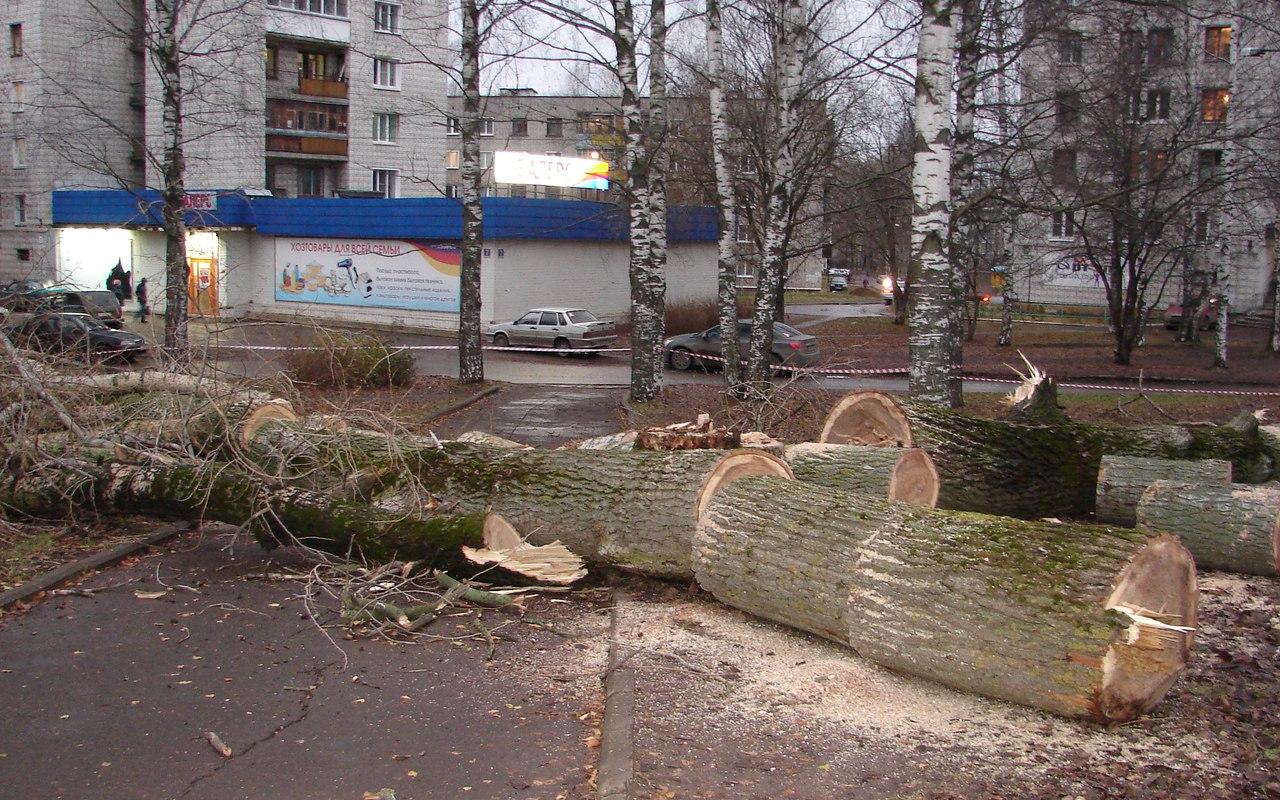 В Чепецке вырубили деревья на "аллее любви"