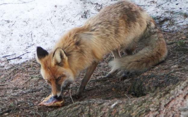 В Кирово-Чепецком районе зафиксировали очередной случай бешенства