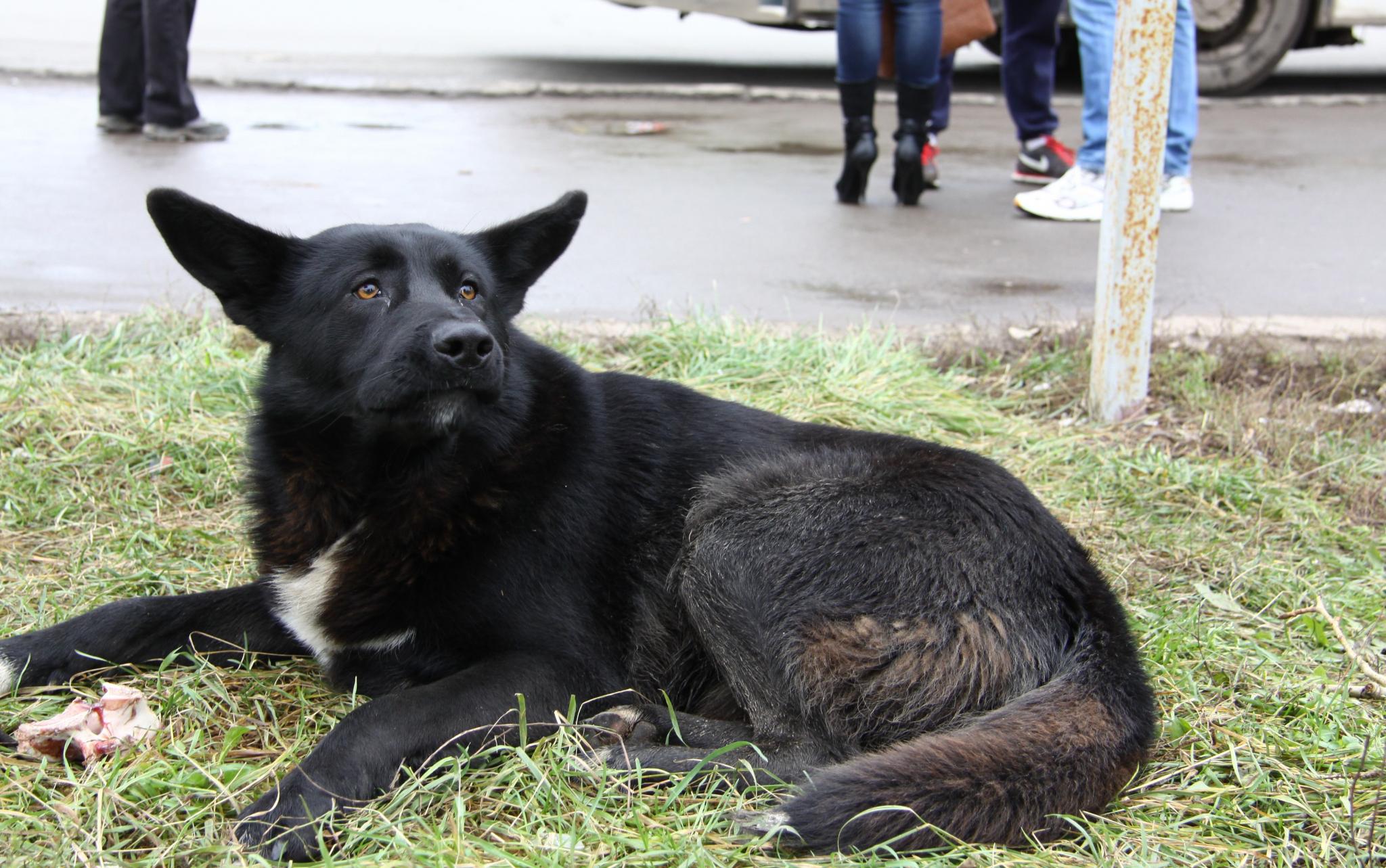 В Кирово-Чепецке объявили карантин по бешенству