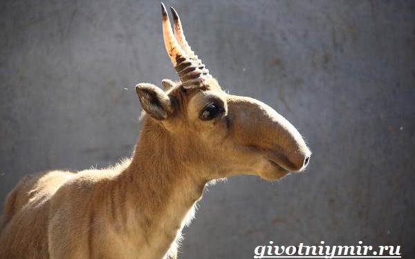 Кировчанину грозит тюремный срок за продажу рогов краснокнижного животного