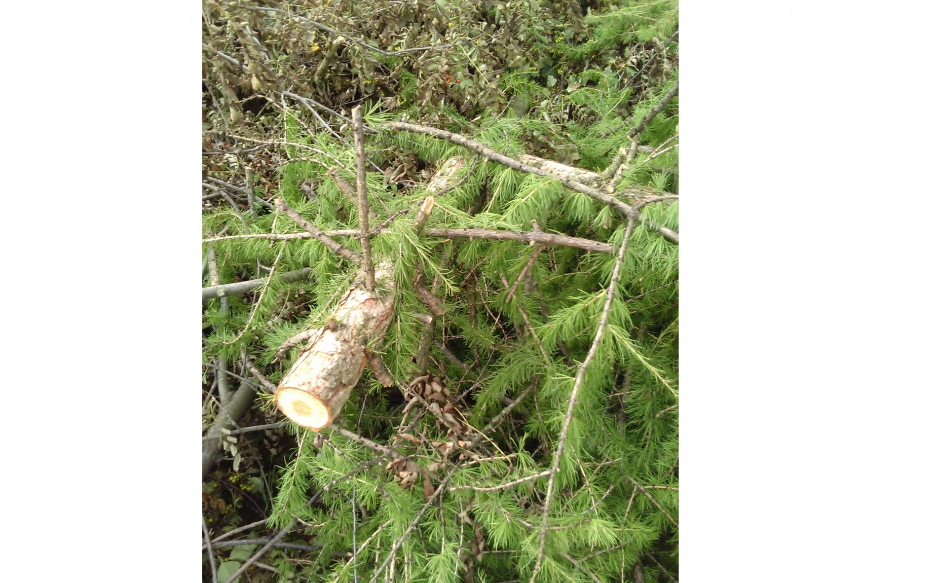 Горожане: «В Чепецке продолжают уничтожать лиственницы»