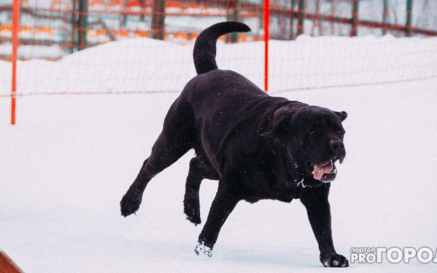 Горожанка: «Бизнесмен из Чепецка кормит кошками своих волкодавов»