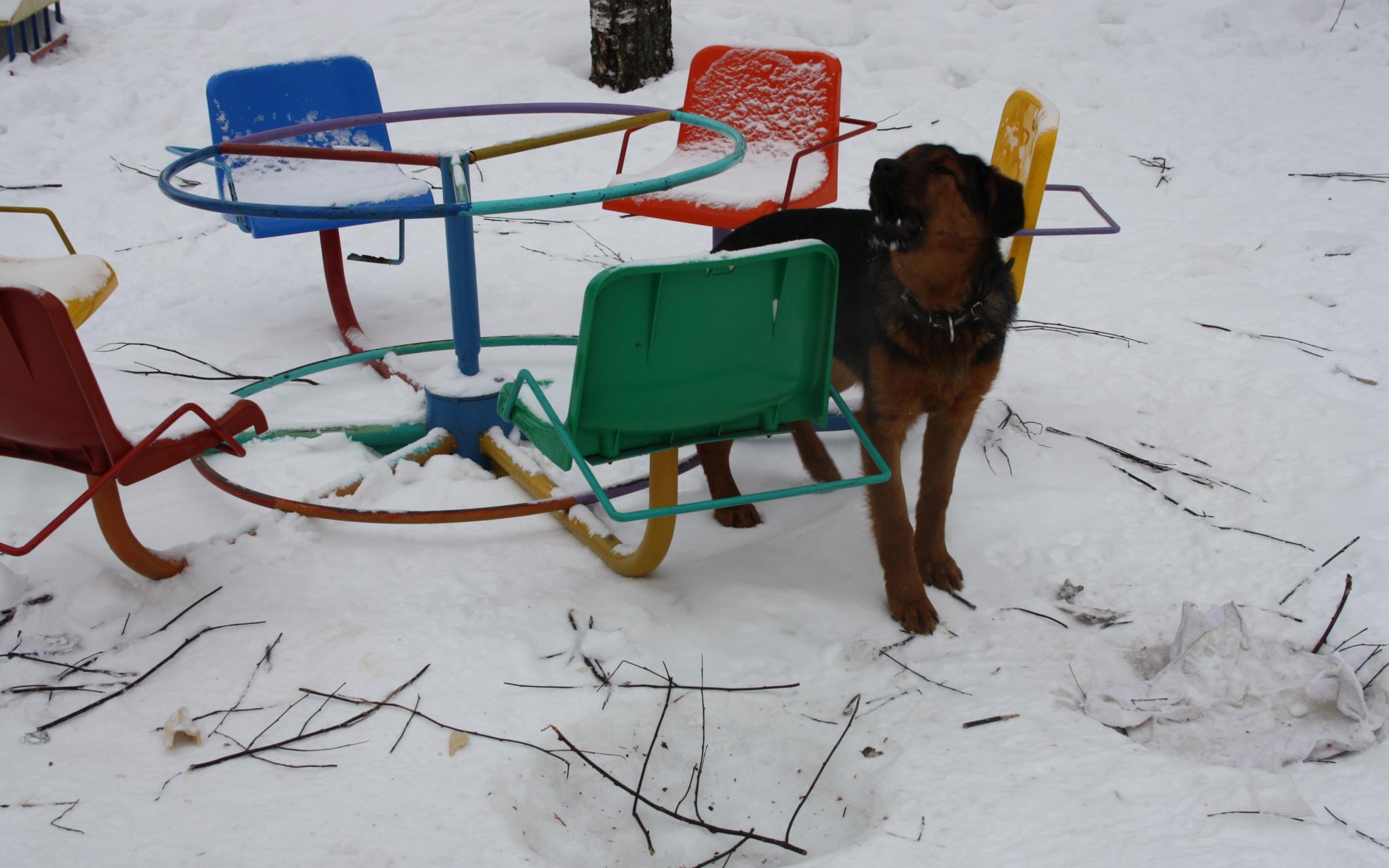 В Кирово-Чепецке собака на улице набросилась на третьеклассника