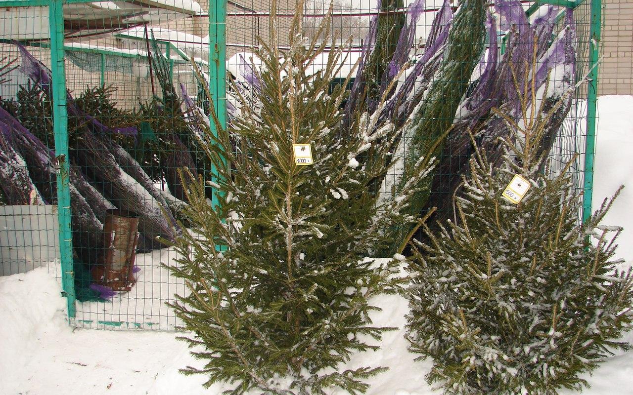 В Чепецке началась продажа елок к Новому году
