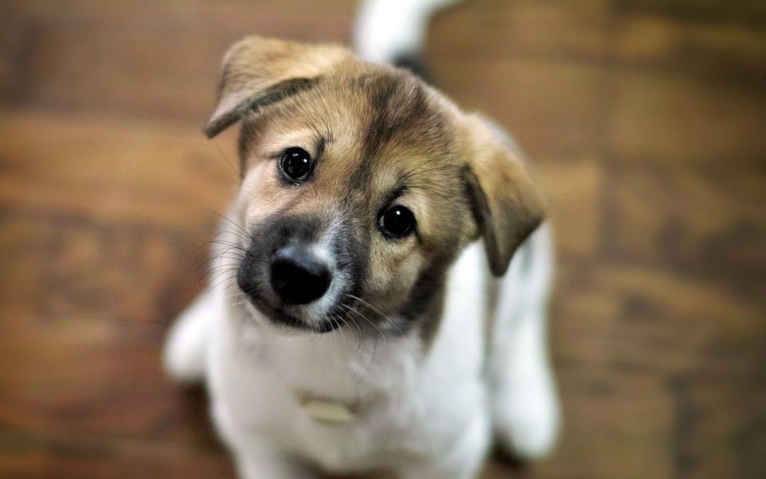 На портале Prochepetsk.ru стартует конкурс "Собака года"