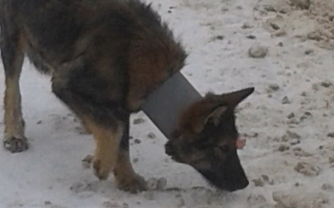 В Кирово-Чепецке волонтеры спасли собаку, носившую трубу на шее