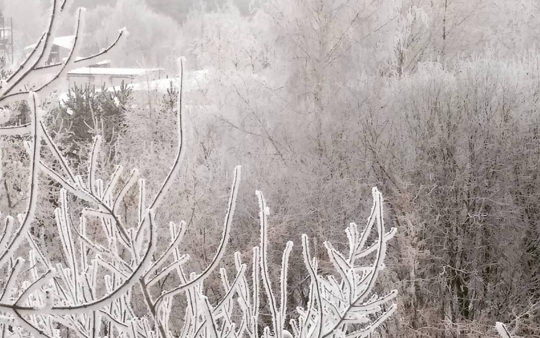 Синоптики рассказали, когда исчезнет белая изморозь на деревьях в Чепецке