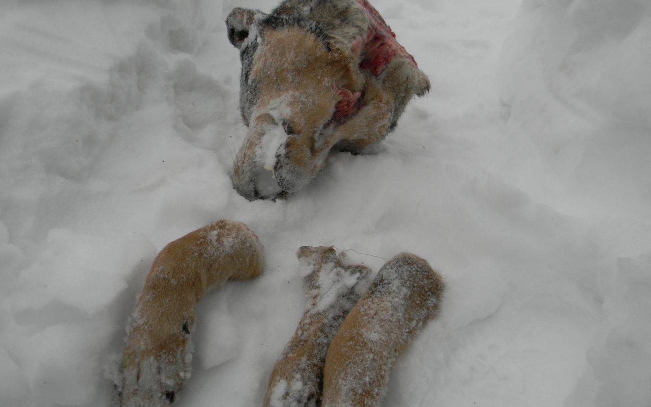 Жительнице Кировской области во двор подбросили расчлененный труп собаки