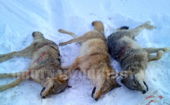 В Кировской области охотникам удалось истребить стаю волков