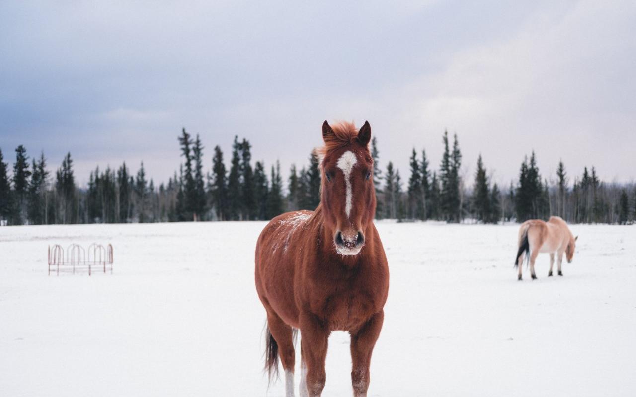 В Кировской области убили лошадь-Хатико