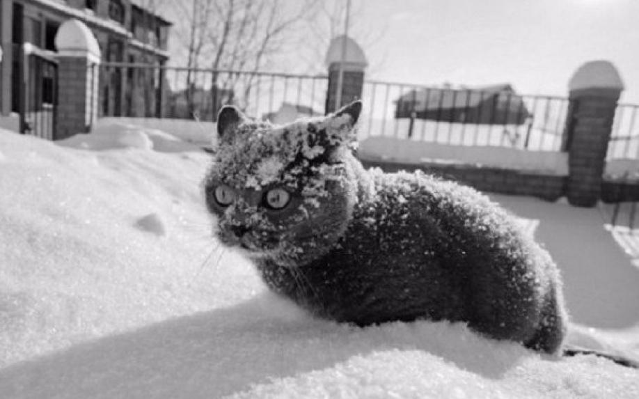МЧС предупреждает жителей области о сильном ветре и мокром снеге
