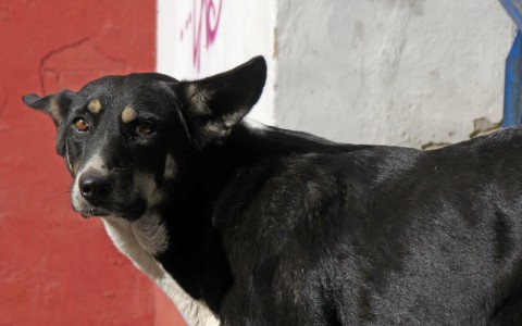 В Кировской области живодер повесил собаку