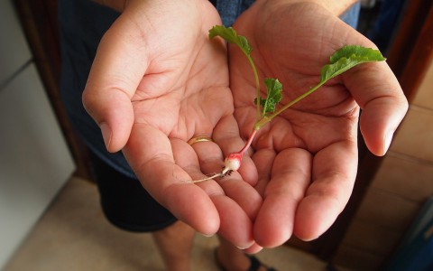 Товары для сада и огорода: как подготовиться к сезону быстро и недорого?