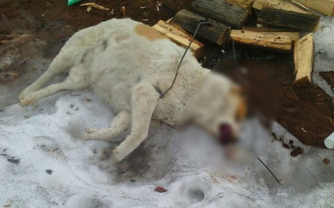 В Слободском неизвестные жестоко расправились с собакой