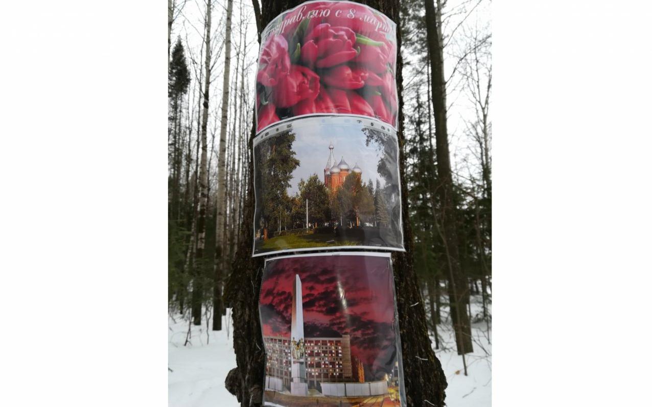 Чепчан удивили фотографии на деревьях вдоль лыжни в лесу