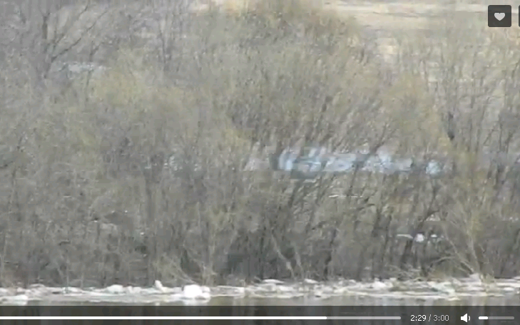 Чепецкие волонтеры пытаются спасти собаку, воющую с другого берега реки