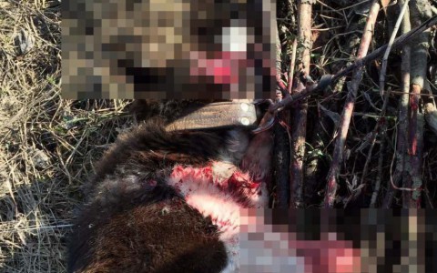 В Большой Субботихе расстреляли привязанную к дереву собаку