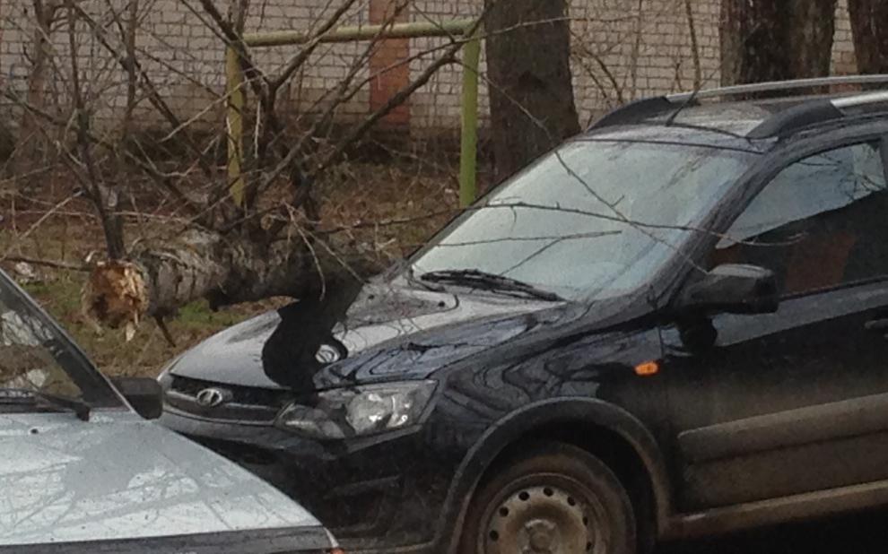 В Кирово-Чепецке из-за сильного ветра дерево упало на капот «Лады»