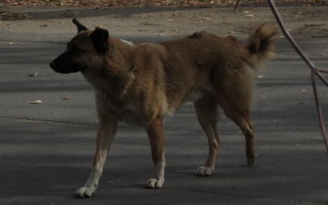 В Чепецке зафиксирован первый случай бешенства у домашнего животного