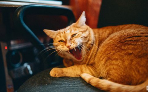 Кроме Кирово-Чепецкого бешенство зарегистрировано еще в 8 районах области