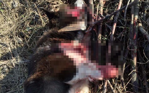 Более 10 тысяч человек подписали петицию, чтобы наказать жестокого убийцу собаки в Субботихе