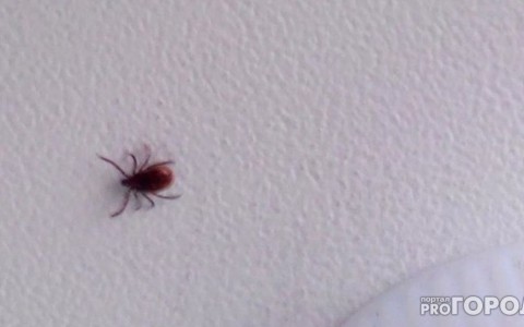 Первый случай заболевания клещевым энцефалитом в области зафиксирован в Чепецком районе