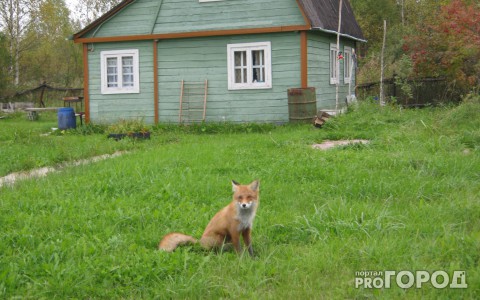 Осторожно! Кировчанина во время ремонта машины укусила бешеная лиса