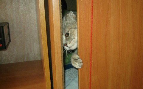 Без кота и жизнь не та: фотографии, которые заставят вас улыбнуться