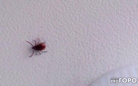 В Кировской области зафиксировали второй случай заражения клещевым энцефалитом