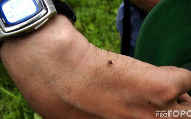 В Кировской области более шести тысяч человек пострадали от укусов клещей