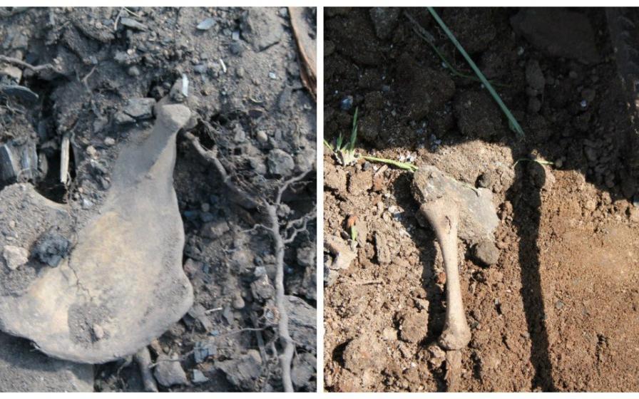 В Кировской области при строительстве дороги нашли кости: останки, возможно, принадлежат ребенку