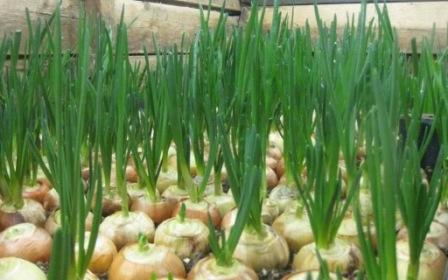 4 совета, как вырастить вкусный и сочный лук