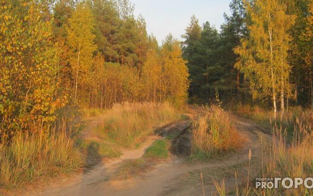 В Кировской области в лесу нашли тело пропавшего мужчины