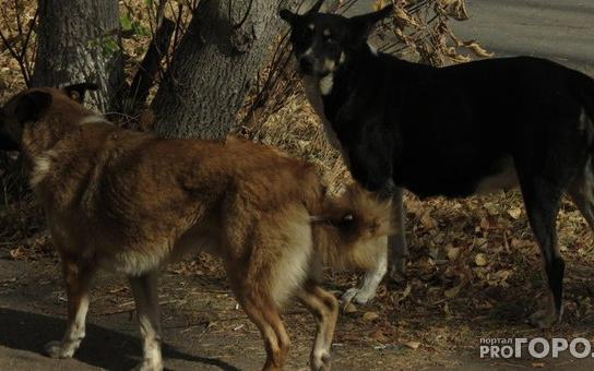 В Чепецке свора собак у детской площадки напала на 4-летнюю девочку