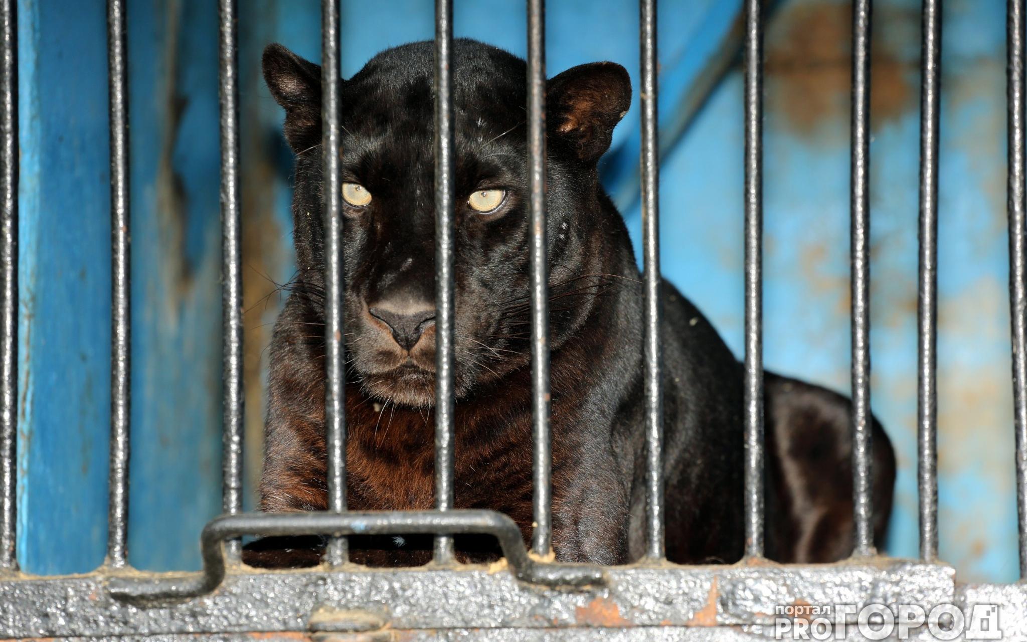Фоторепортаж: в Кирово-Чепецк приехал передвижной зоопарк