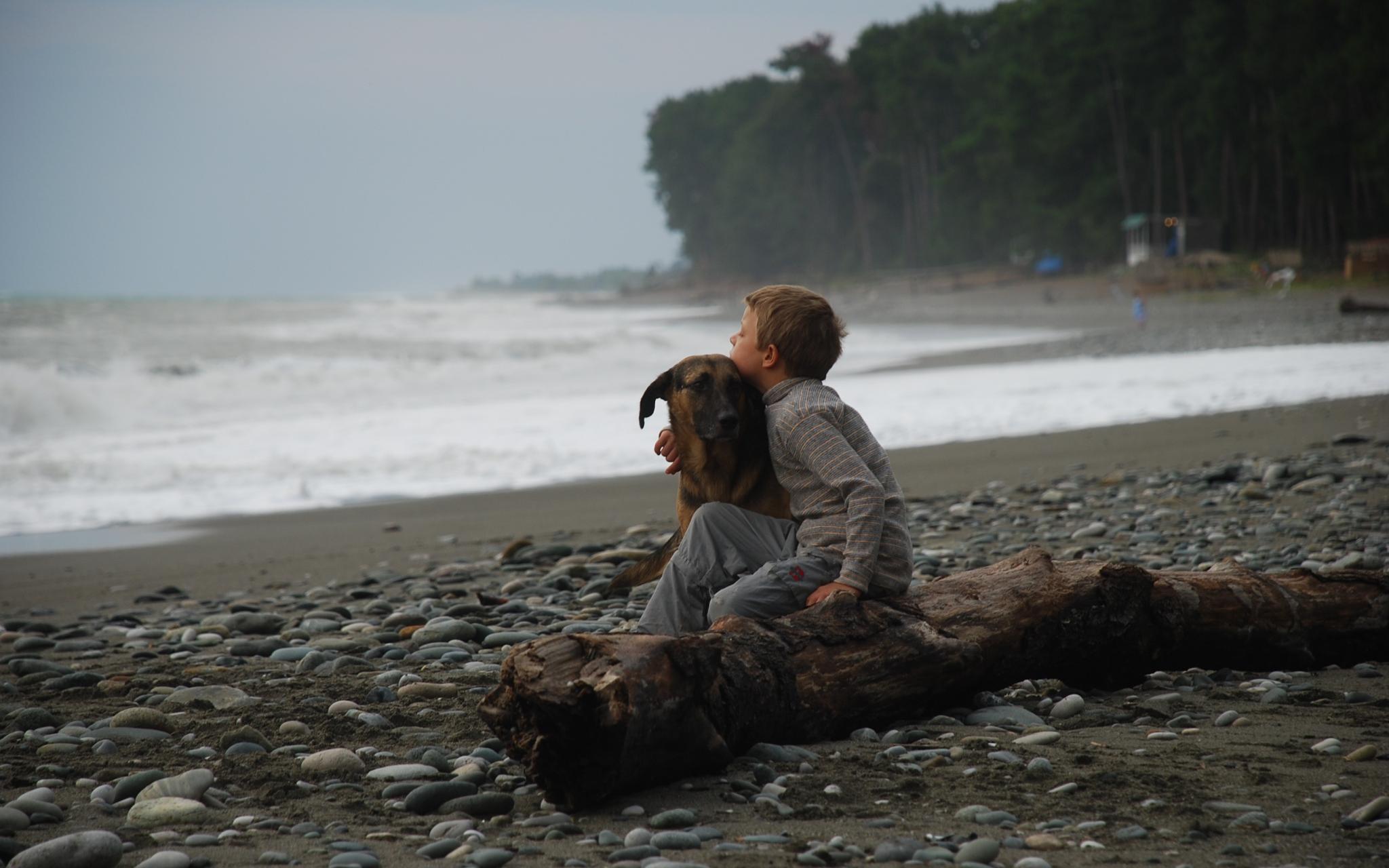 В Кировской области собаки завели в лес четырехлетнего ребенка