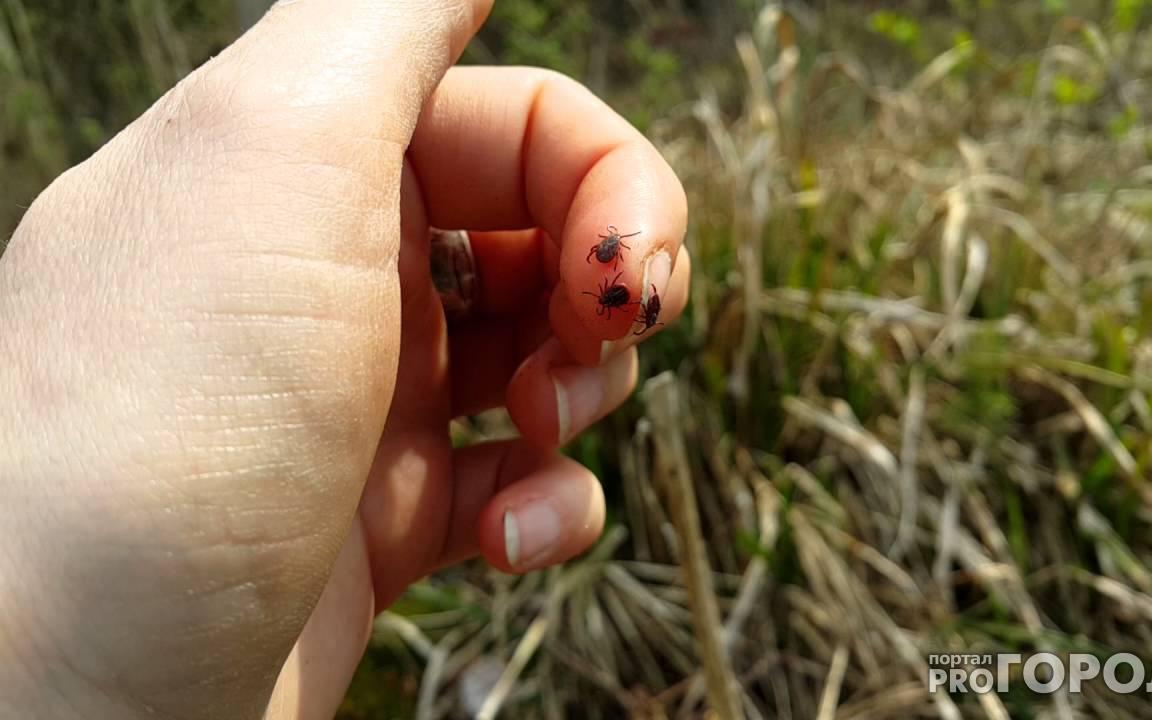 В Кировской области три ребенка заболели клещевым энцефалитом