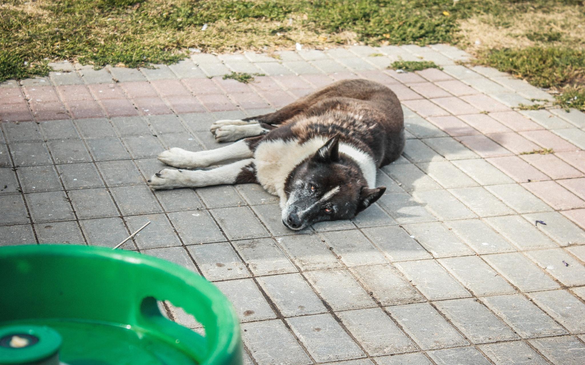 Погода в Кирово-Чепецке: когда спадет жара в городе?