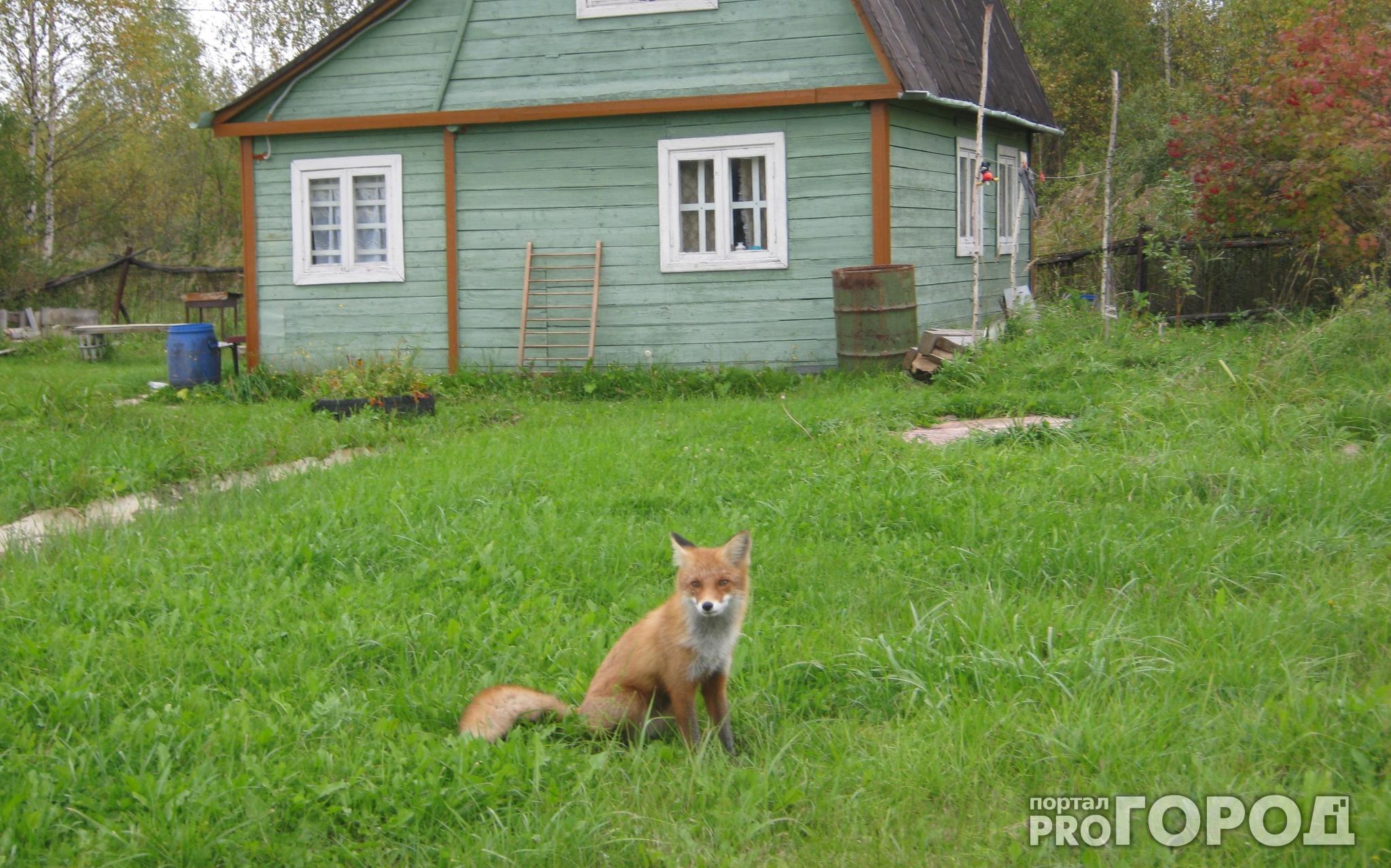 В Кирово-Чепецком районе бешеная лисица дважды напала на собаку