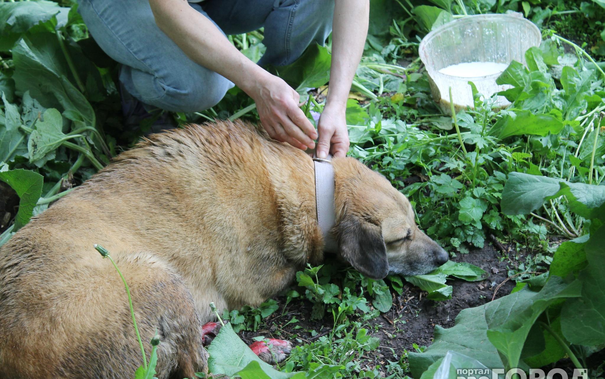 В Кирово-Чепецке мужчина на глазах детей утопил собаку