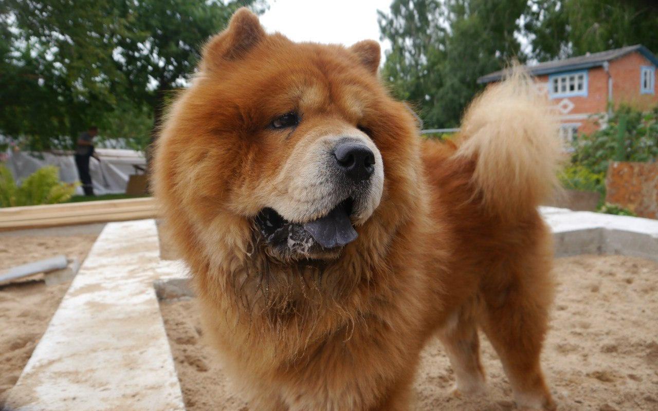 На ПМК догхантеры убили породистую собаку