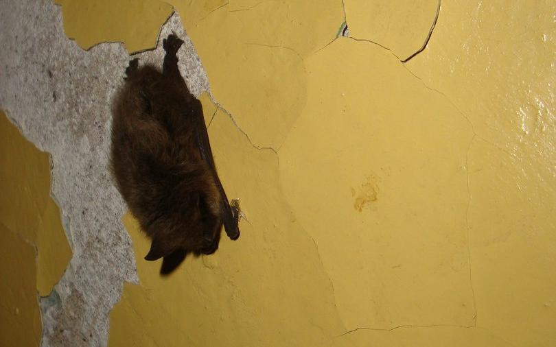 Чепчанин сфотографировал летучую мышь, которая висела над входной дверью его подъезда