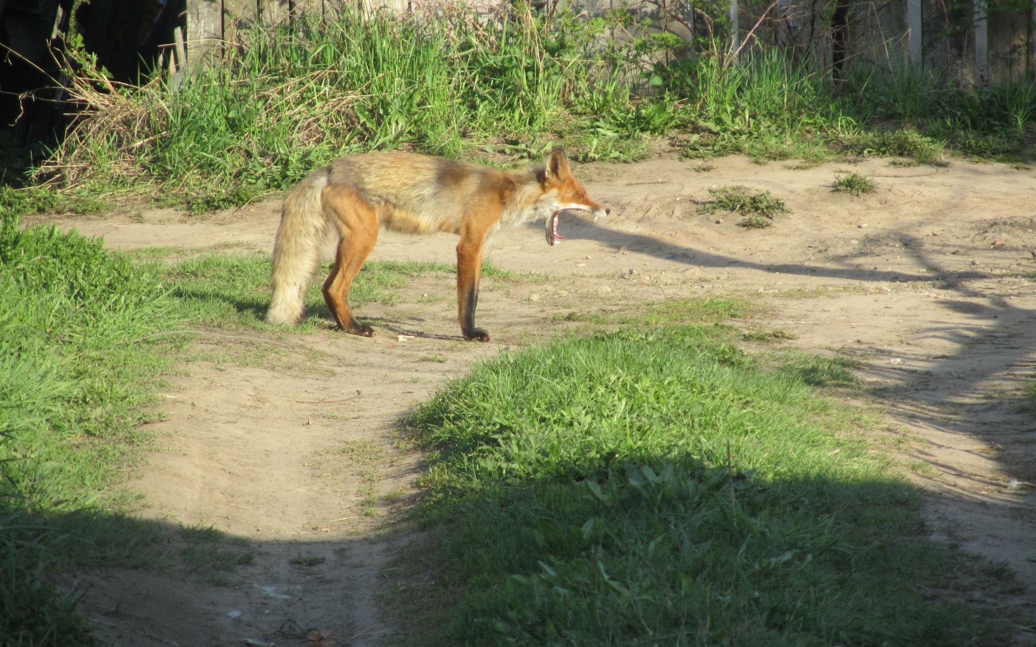 В Кирово-Чепецком районе у животного нашли бешенство