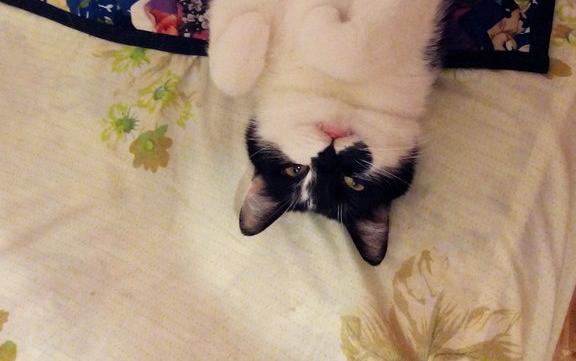 В Чепецке мужчина на глазах прохожих убил кота