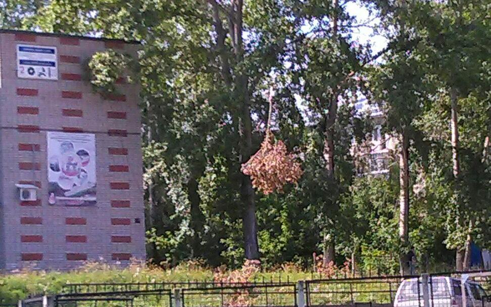 В центре Кирово-Чепецка на проводах повисло дерево