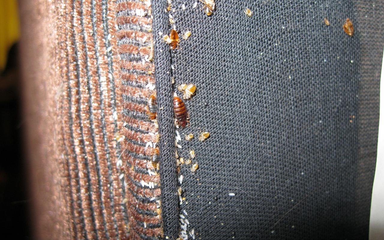 В детском приюте в Чепецке воспитанников кусают постельные клопы